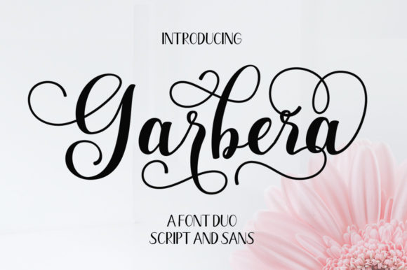 The Harmonious Duo: Exploring the Design Synergy of Garbera Duo